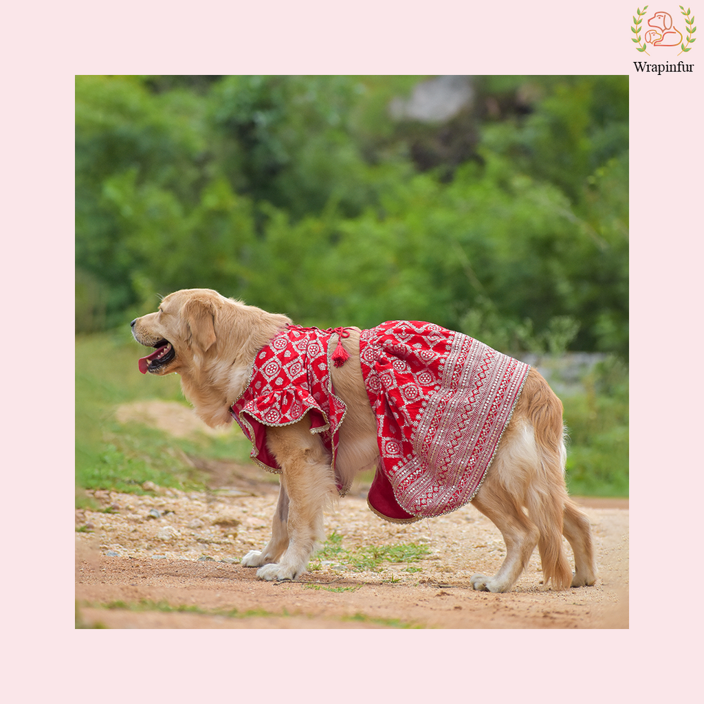 Red Embroidered Dog Bridal Dress - Traditional Lehenga Choli Set