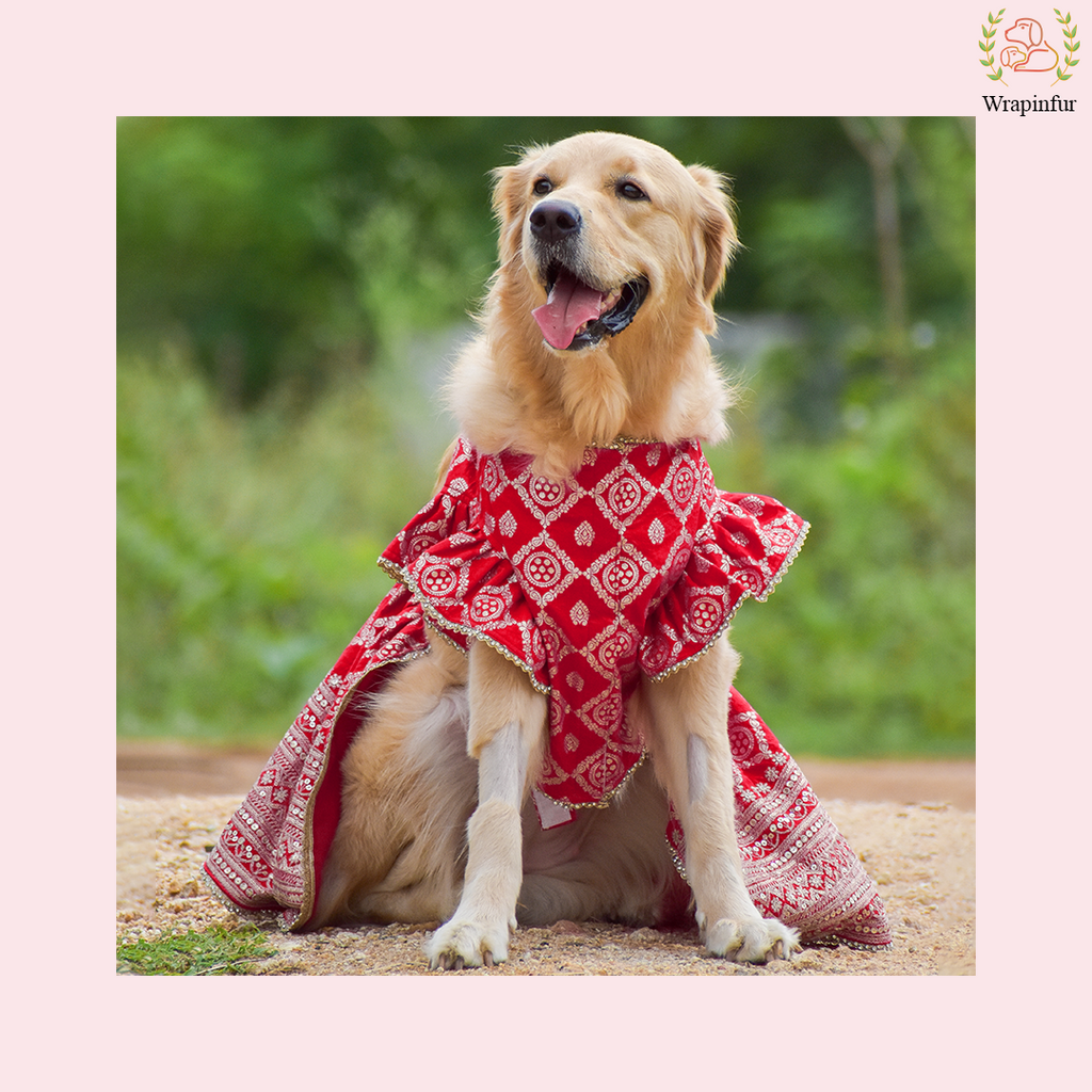 Red Embroidered Dog Bridal Dress - Traditional Lehenga Choli Set