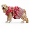 Red Embroidered Dog Bridal Dress - Traditional Lehenga Choli Set