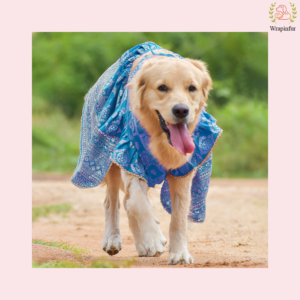 Sky Blue Brocade Dog Lehenga Choli Dress - Wedding Outfit