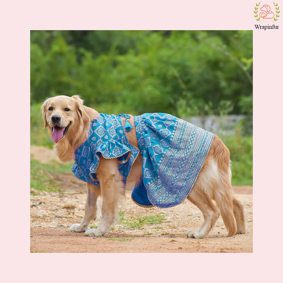 Sky Blue Brocade Dog Lehenga Choli Dress - Wedding Outfit