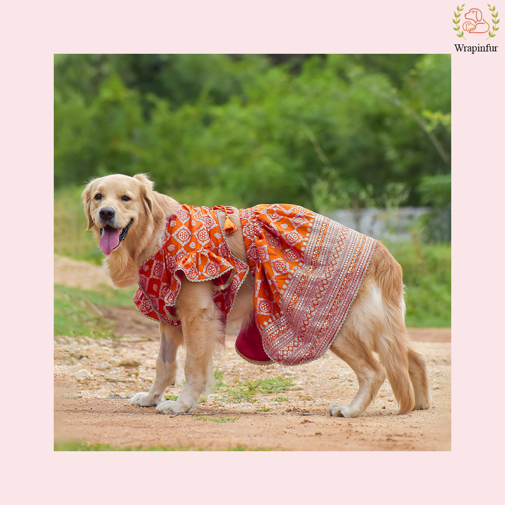 Vibrant Orange Dog Lehenga Choli Dress - Wedding Outfit